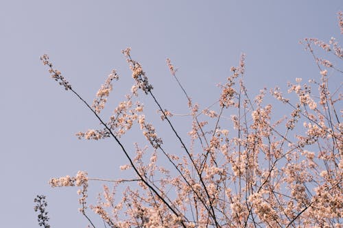 A close up of a tree with pink flowers