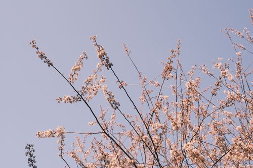 Free Delicate cherry blossoms on branches with a bright blue sky backdrop. Stock Photo