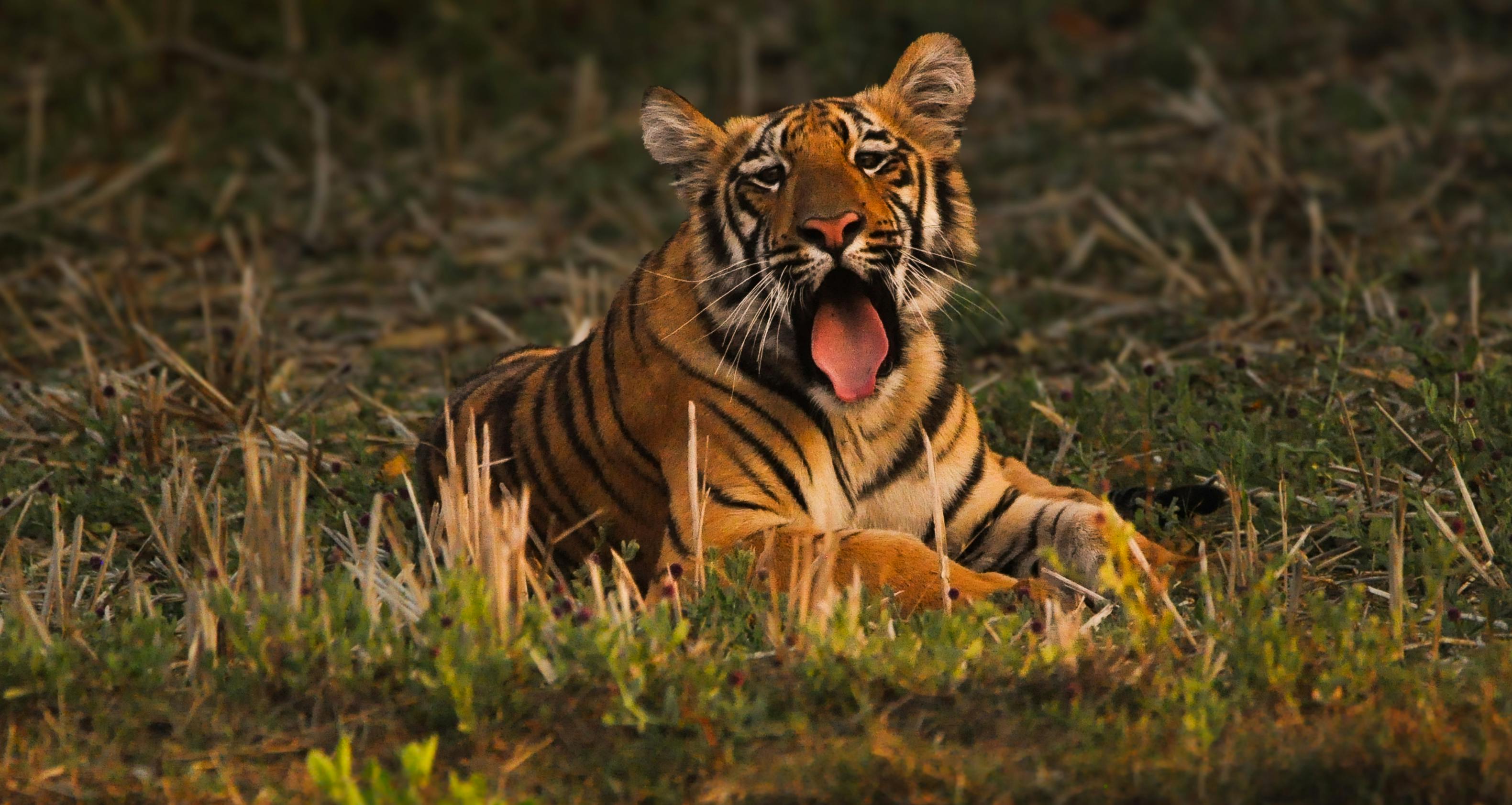 Tadoba National Park, India - travel photo