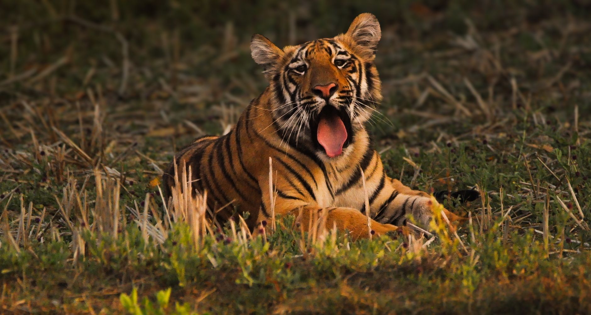 A stunning Bengal tiger resting in the lush Tadoba forest, India. Captivating wildlife scene.