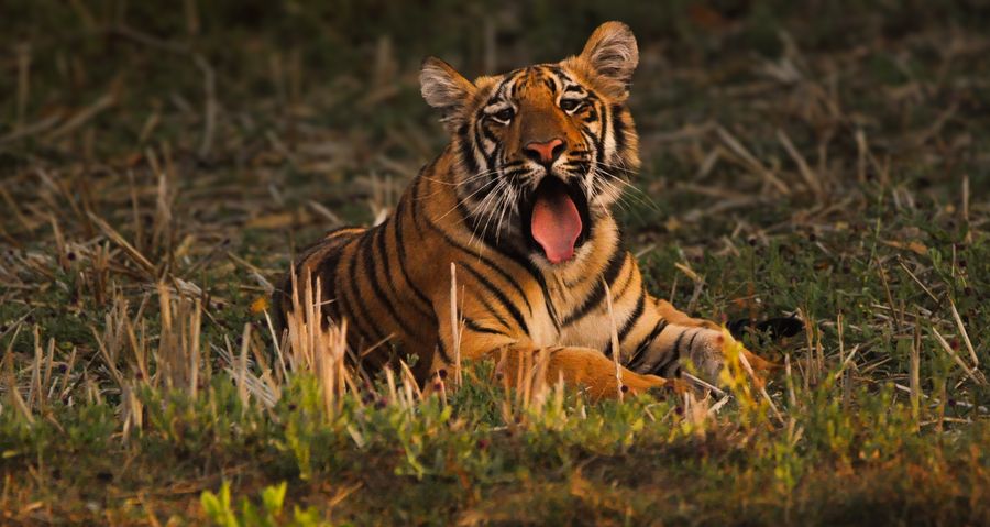 Tadoba Andhari Tiger Reserve photo 5