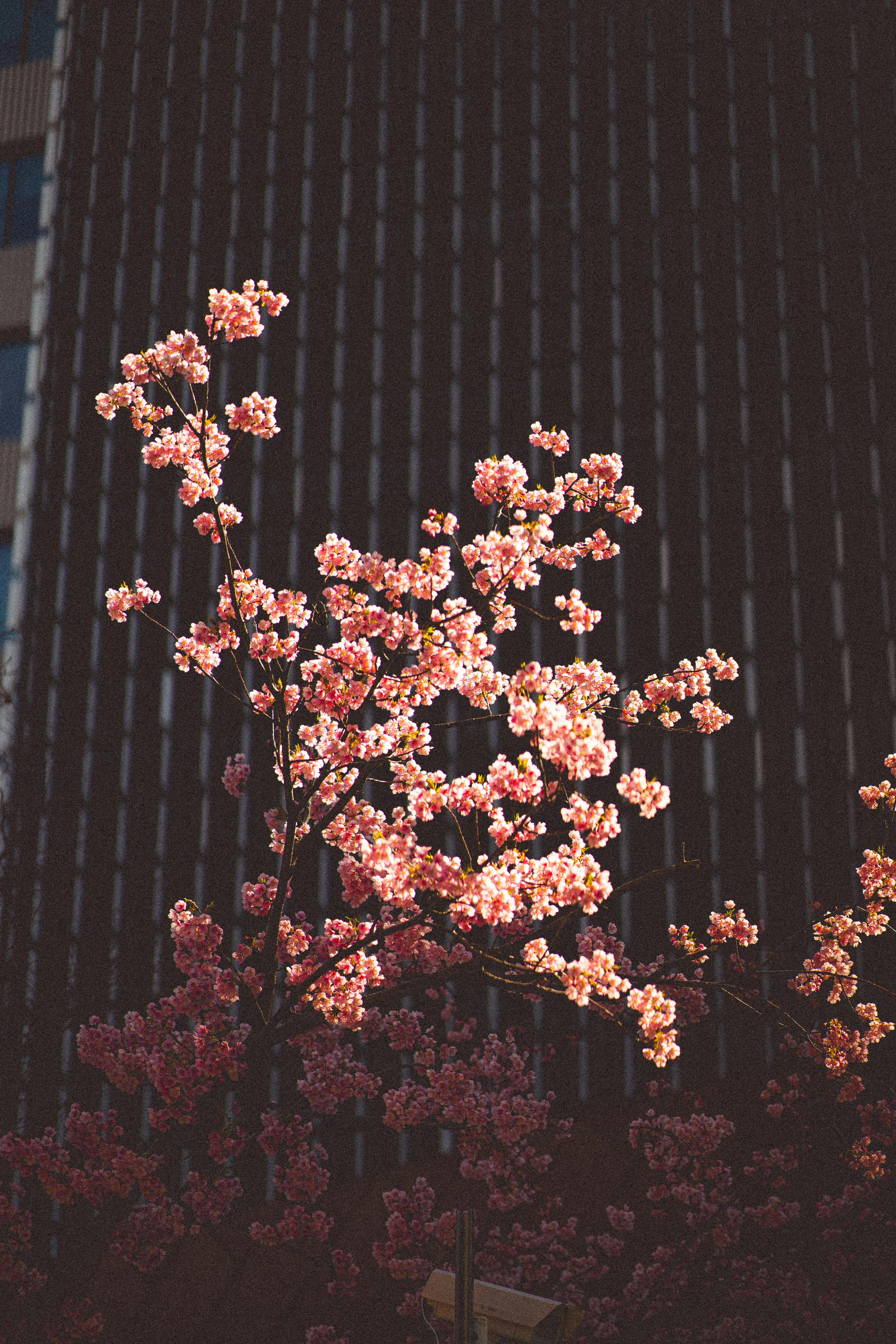 Pink cherry blossoms bloom against a skyscraper in Tokyo, Japan, showcasing spring in the city.