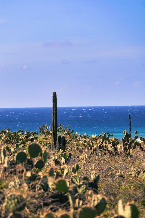 Cactus plants and the ocean in the background