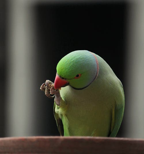 Kostnadsfri bild av fågel, fågelöga, grön papegoja