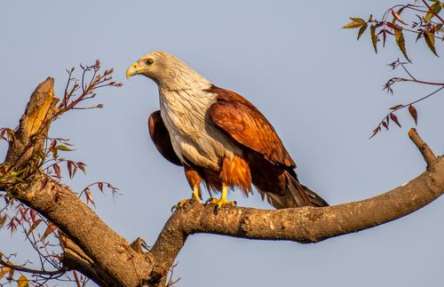 Free Close-up of a Brahminy Kite (Haliastur indus) perched on a tree against a blue sky. Stock Photo