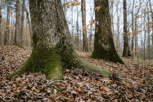 Três árvores Alinhadas Com Musgo Crescendo Nas Raízes Das árvores Mais Próximas