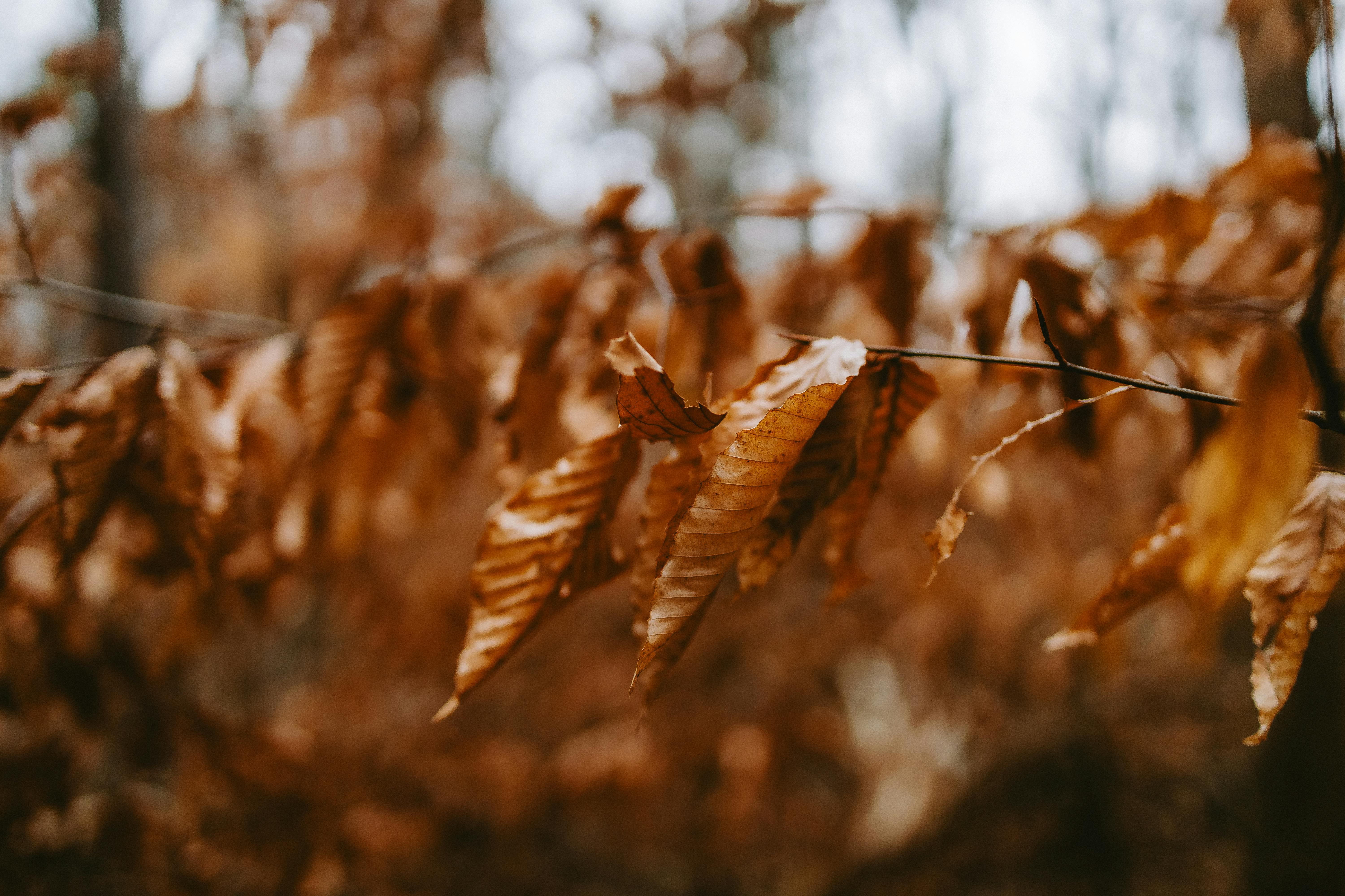 Beautiful brown leaves in a forest during autumn, capturing the essence of fall with selective focus.