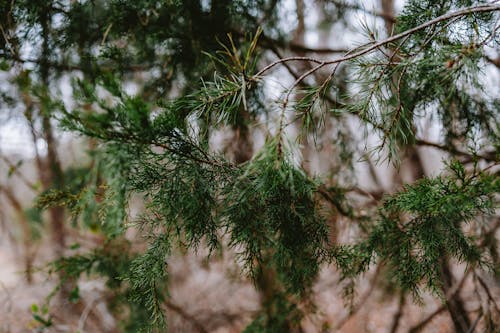 Branches of a pine tree