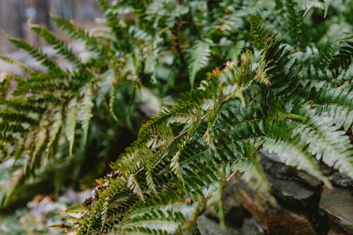 나뭇잎, 셀렉티브 포커스, 식물의 무료 스톡 사진