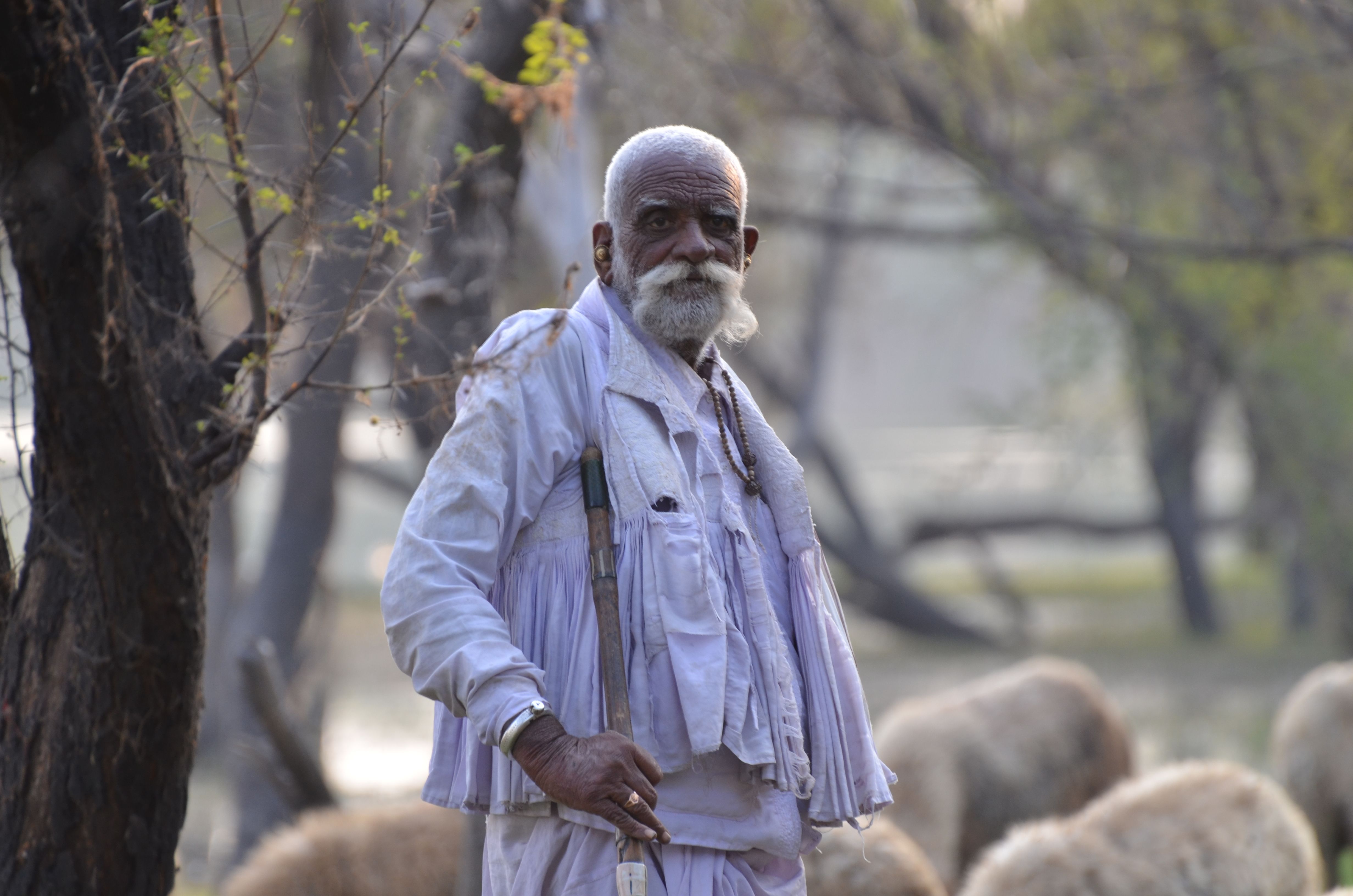 Elderly Man Among Sheep · Free Stock Photo
