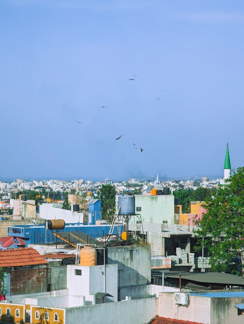 Foto stok gratis bangunan, burung-burung, cityscape