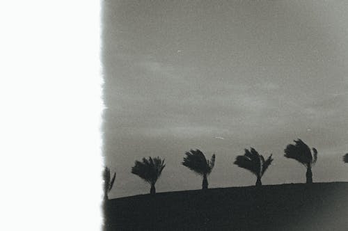 Silhouettes of Palms on a Field 
