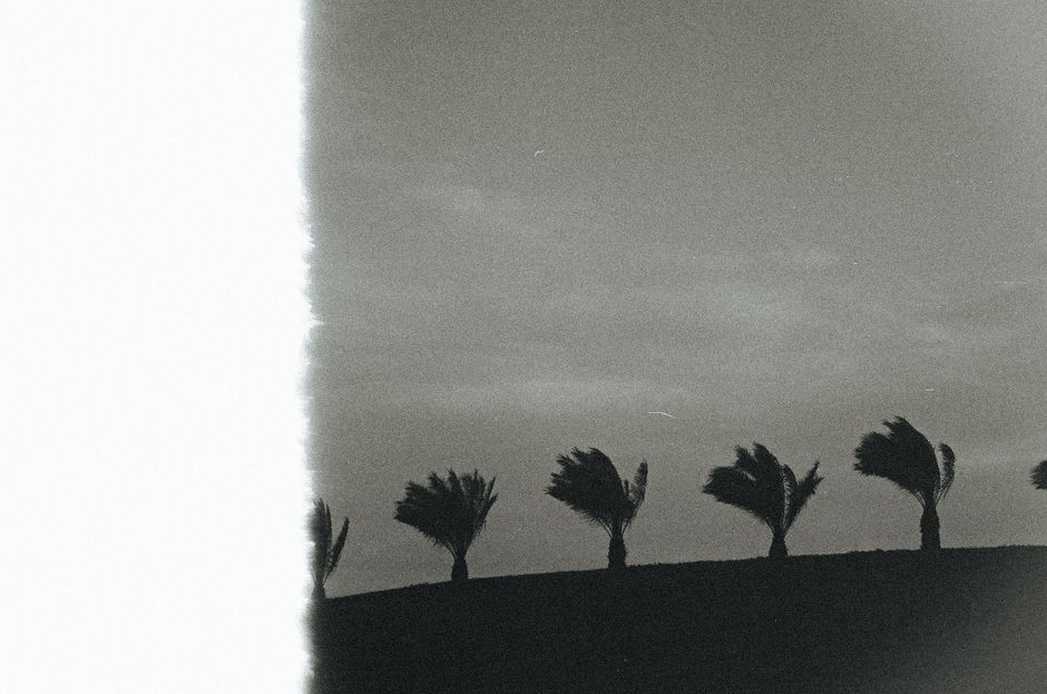 Black and white silhouette of palm trees against a moody sky. Captures tropical serenity.