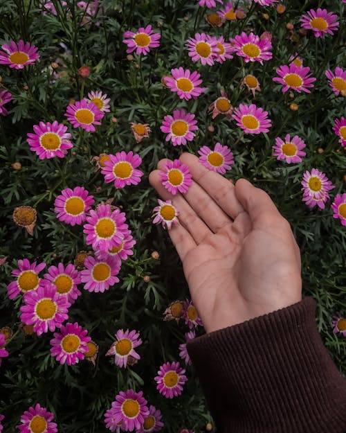 Beautiful pink aster or daisies flowers in the garden. Flower on hand