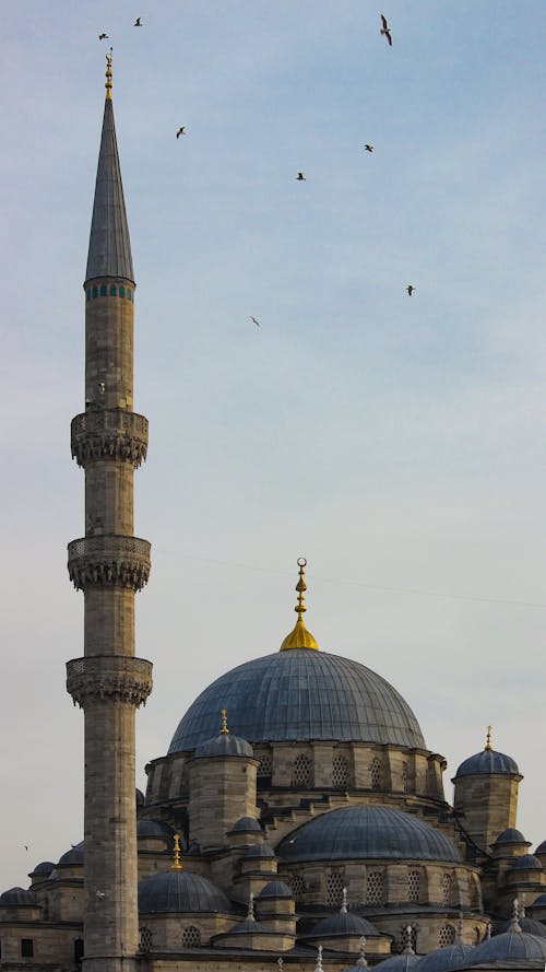 Gratis stockfoto met attractie, beesten, blauwe moskee