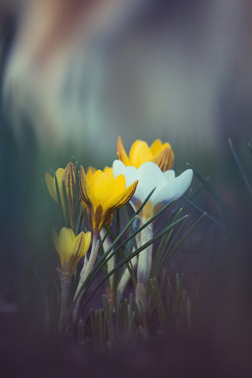 노란 꽃, 셀렉티브 포커스, 수직 쐈어의 무료 스톡 사진