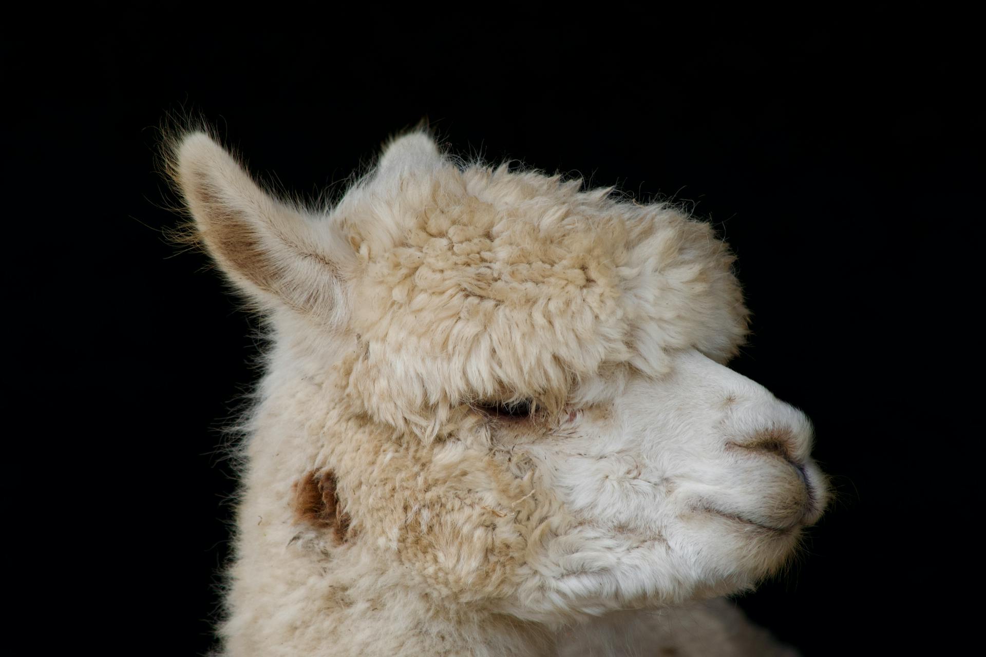 A detailed portrait of a fluffy white alpaca set against a black background, highlighting its woolly texture.