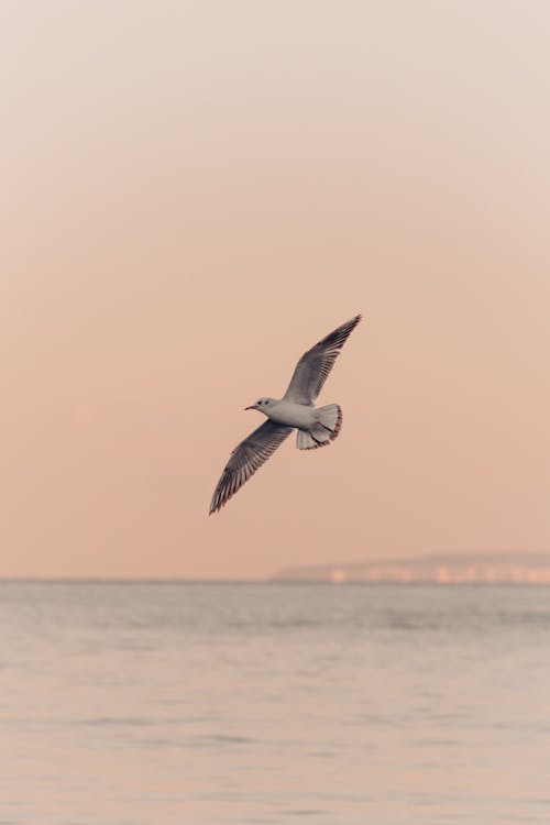 Безкоштовне стокове фото на тему «shorebird, вертикальні постріл, вечір»