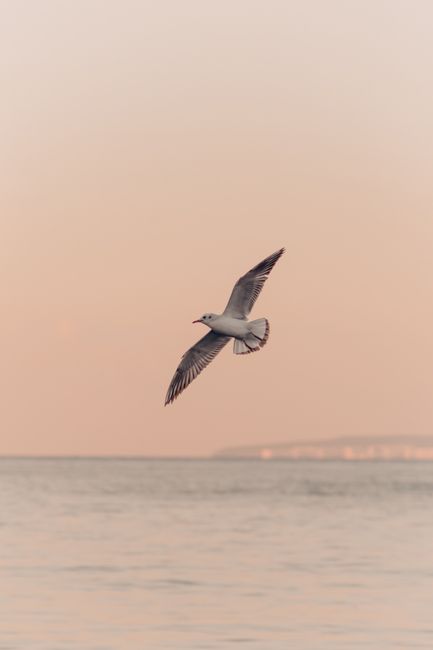 A seagull elegantly flying over the sea during a beautiful sunset in Bursa, Türkiye.