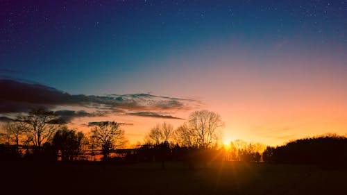 Silhouette Photo of Trees