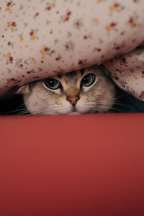 Foto profissional grátis de animal de estimação, cabeça, coberta