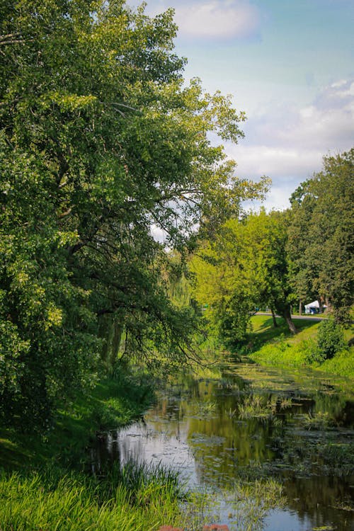 View of a River Flowing between Trees 