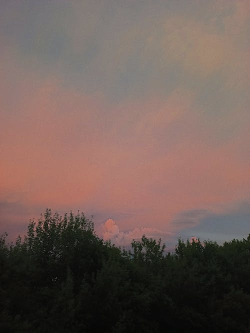 Pink Sky over Trees at Sunset
