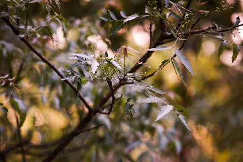 Free stock photo of blooming tree, mother nature, outdoorchallenge Stock Photo