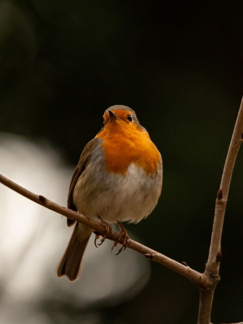 Free European robin perched on branch, showcasing vivid orange breast against dark background. Stock Photo