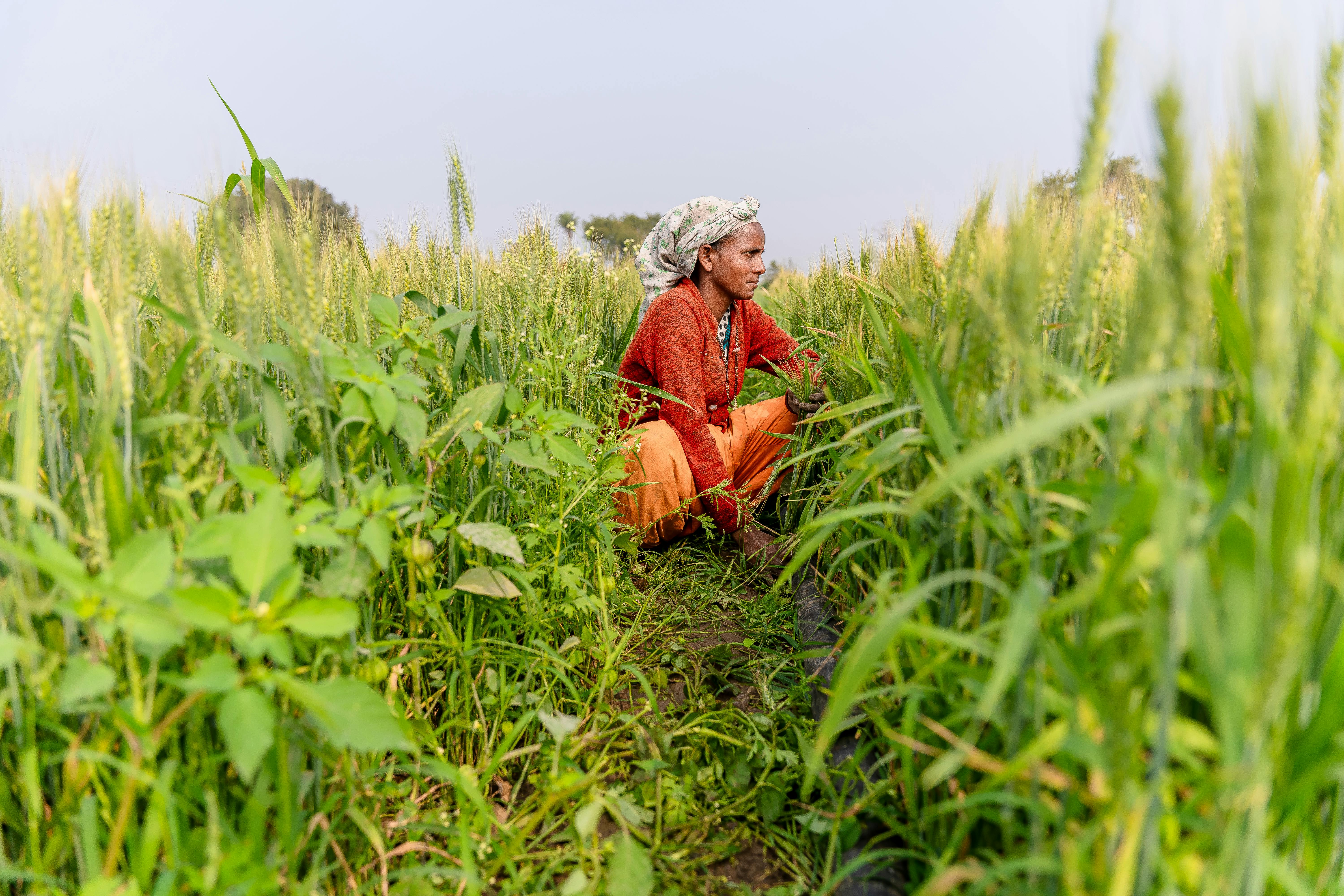Year-end financial planning for farmers — Photo by EqualStock IN on Pexels