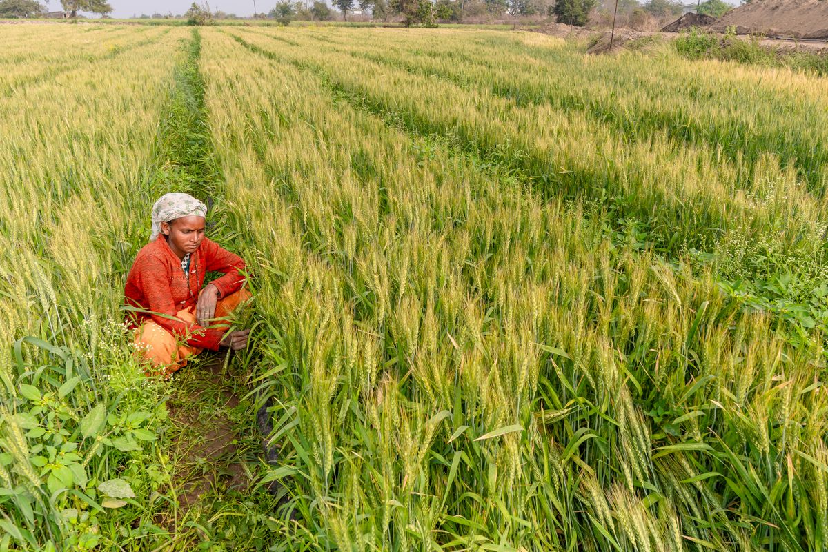 Farmer standing in a lush irrigated wheat field, representing the canal farm belt economy that digital marketing in Sri Ganganagar serves