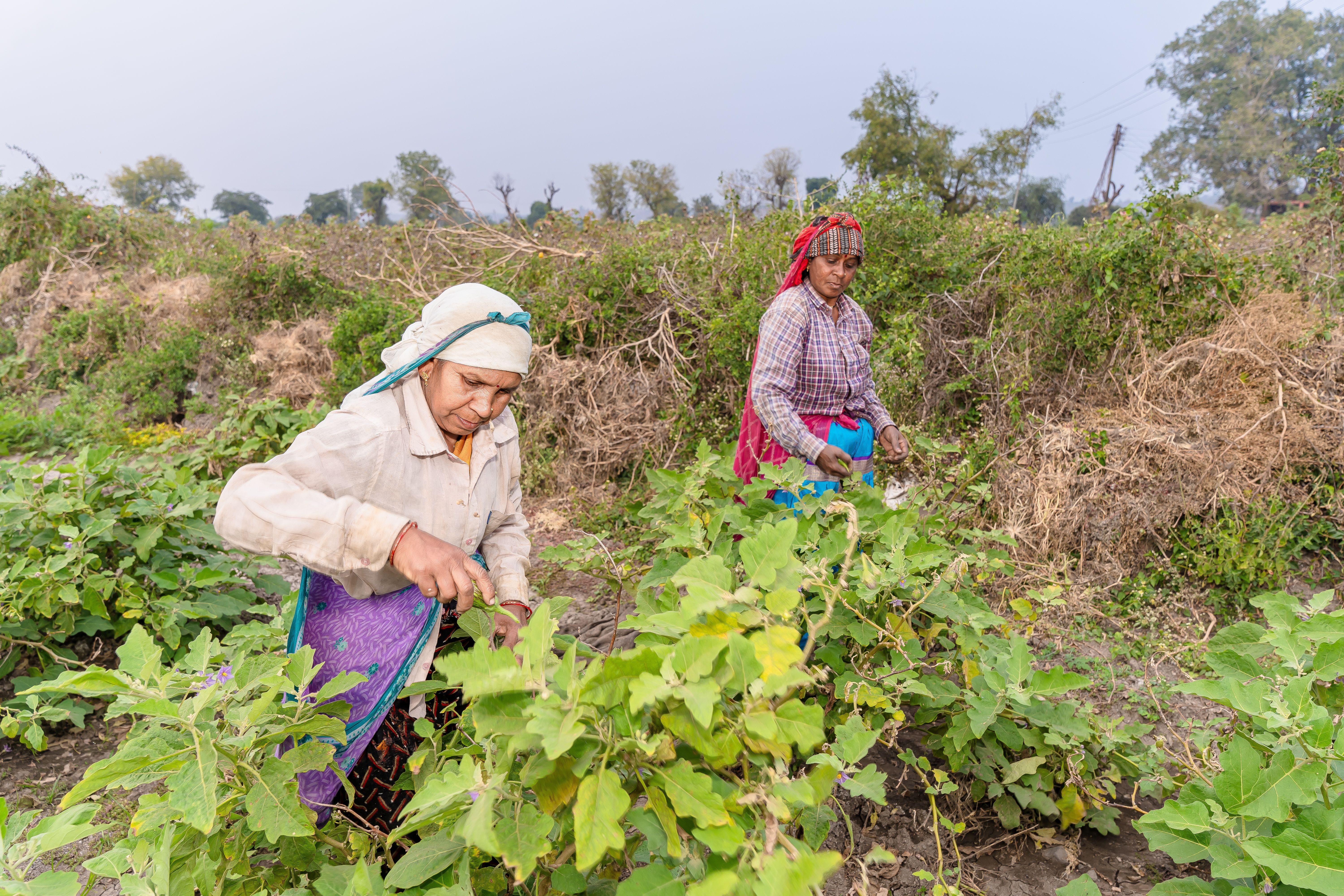 Two Indian women farmers harvesting crops in a lush, green rural field.