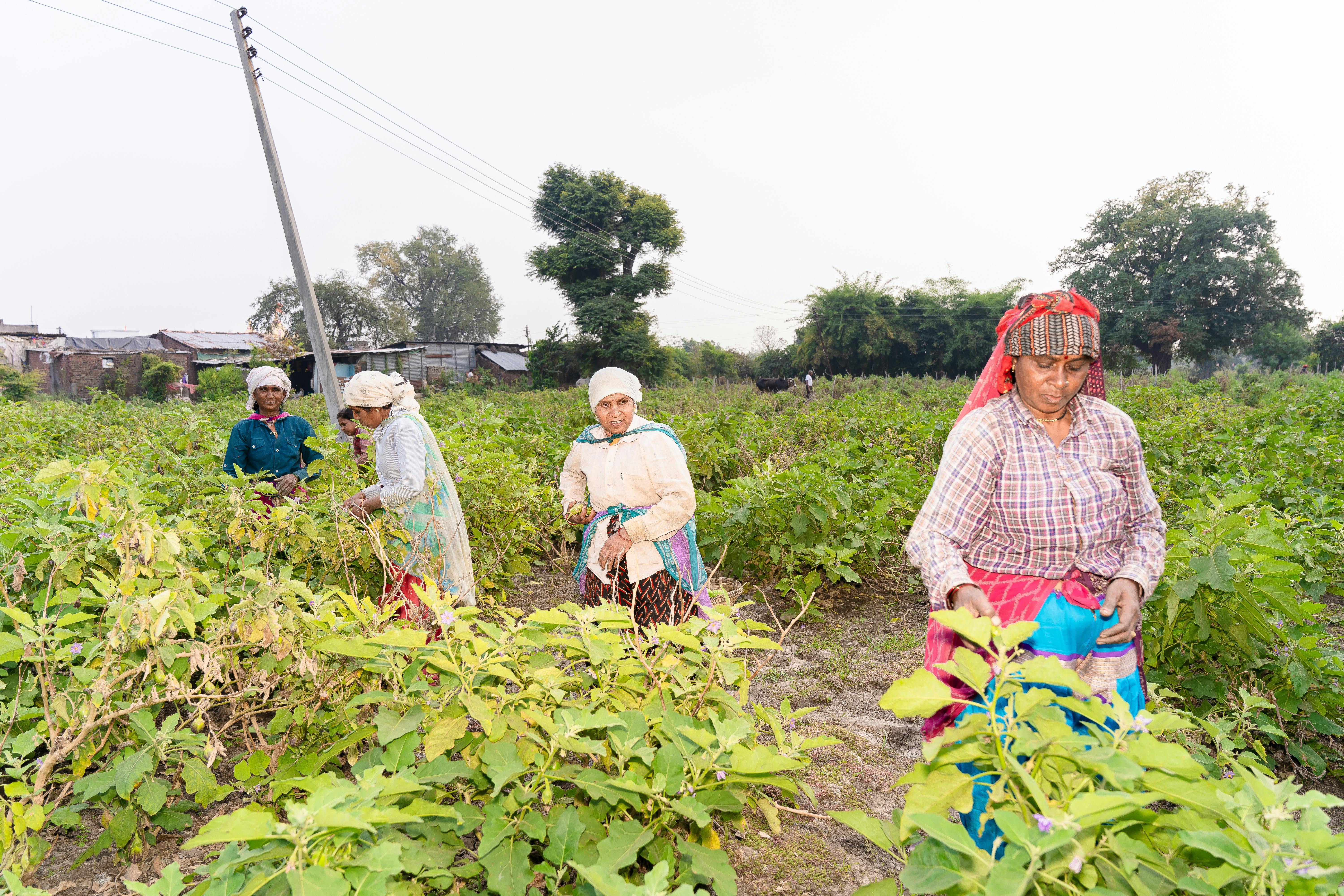 Biofarm background image