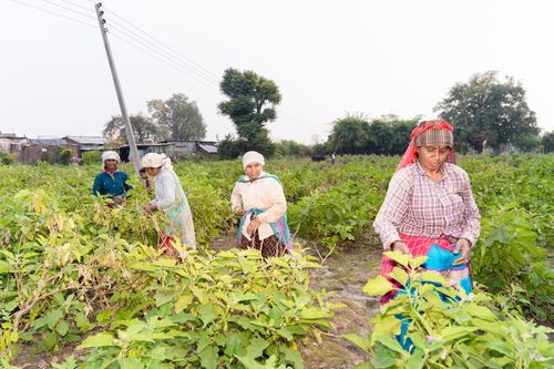 Free Four women farmers harvesting crops in a rural Indian setting, showcasing sustainable agriculture. Stock Photo