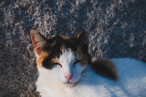 Gratis lagerfoto af calico kat, dyrefotografering, hjemlig