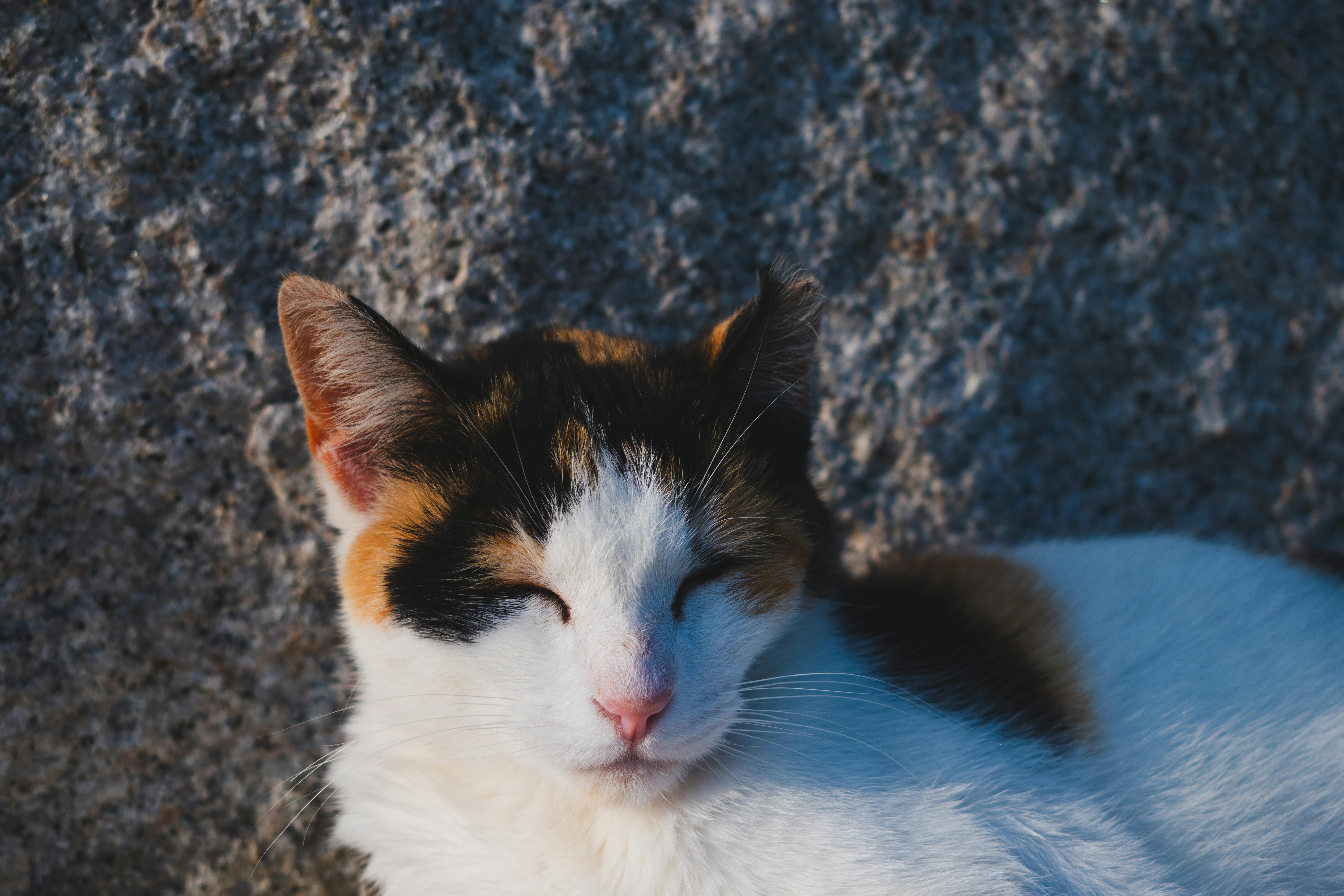 Close-up of a serene calico cat resting under the sunlight in Okinawa, Japan.