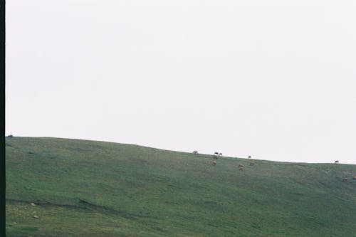 Foto profissional grátis de animais, cavalos, colina