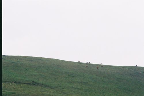 Free A tranquil view of a green hillside with scattered grazing animals under a clear sky. Stock Photo