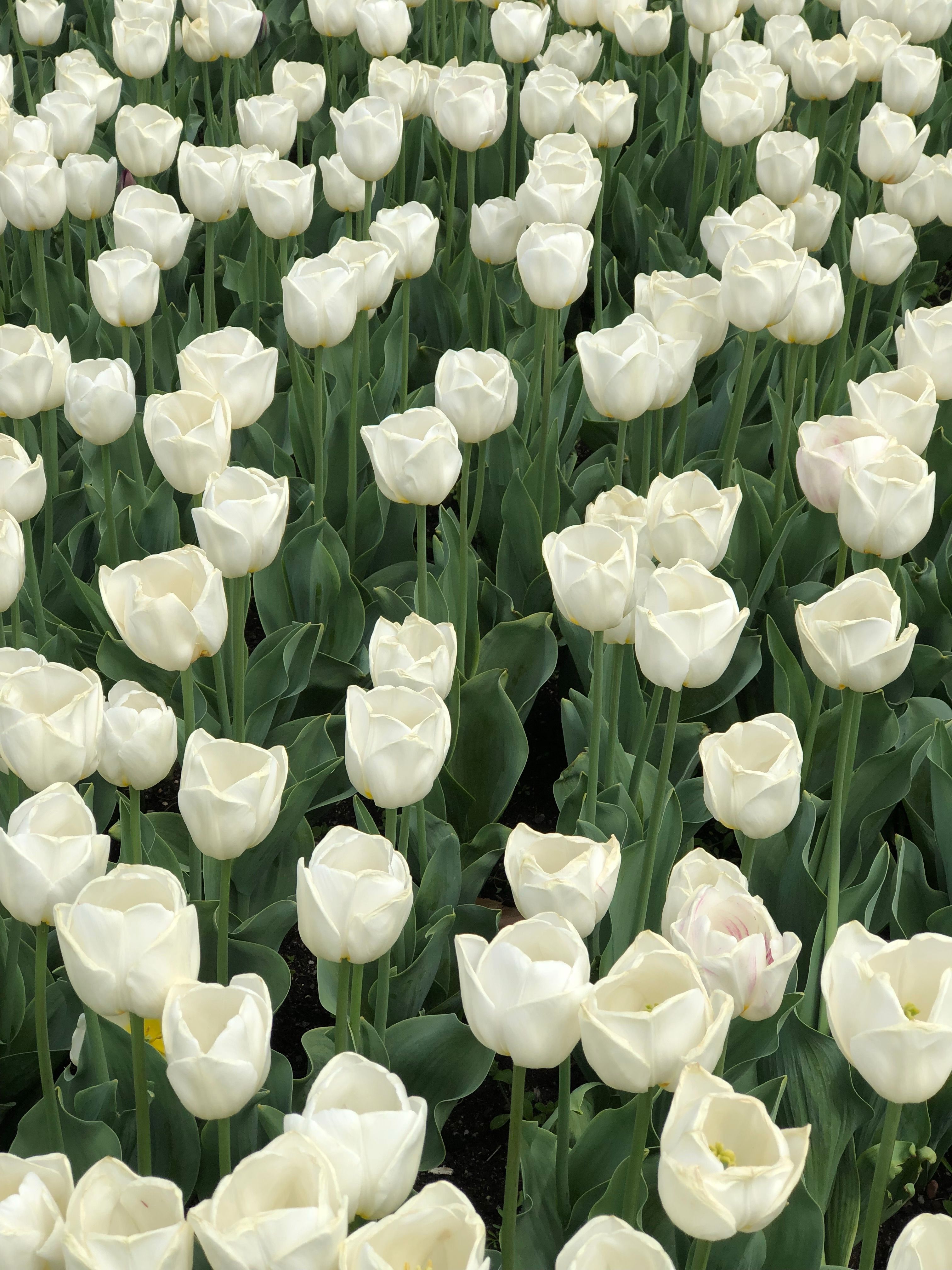 бесплатная Бесплатное стоковое фото с tulipa, Австралия, безмятежность Стоковое фото