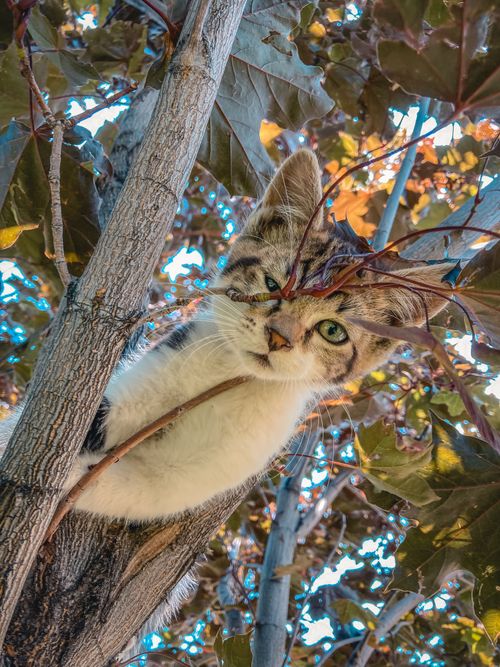 Free A striped cat curiously peers through branches of a tree on a sunny day. Stock Photo
