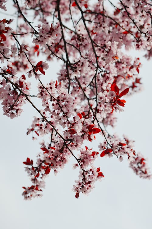 Безкоштовне стокове фото на тему «білий фон, вертикальні постріл, весна»