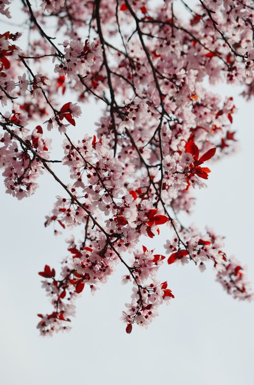 Kostnadsfri bild av blommor, fjäder, grenar