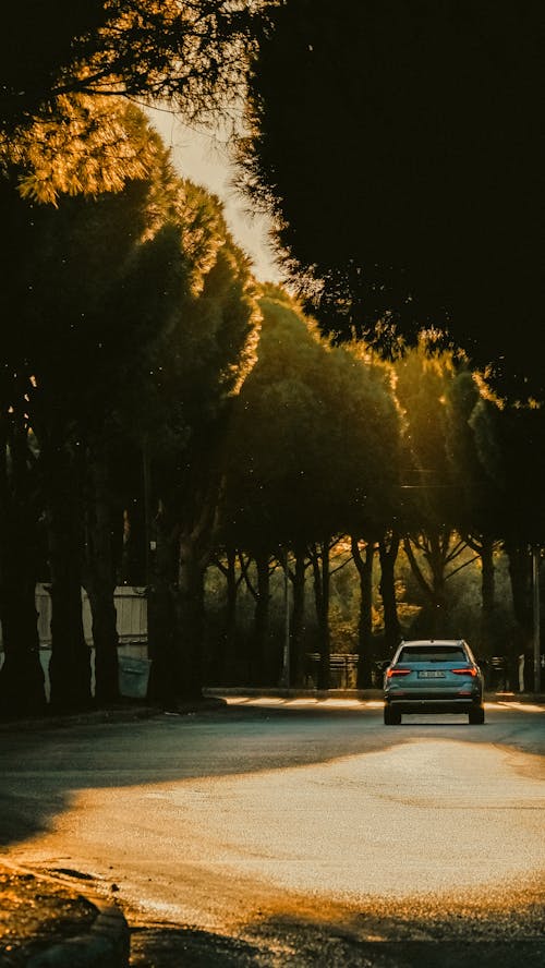 Gratis stockfoto met auto, bomen, kant van de weg