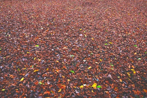 Darmowe zdjęcie z galerii z jaskrawy, jesień, jesienne liście
