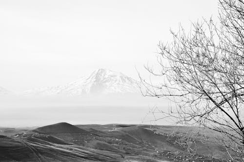 Immagine gratuita di albero, bianco e nero, colline