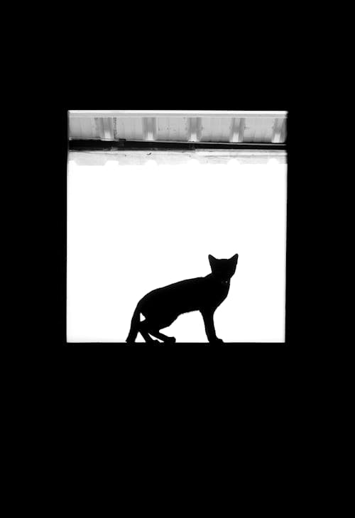 A black and white photo of a cat in a window