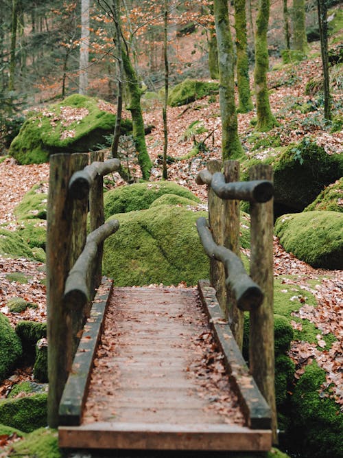 Photos gratuites de arbres, en bois, forêt