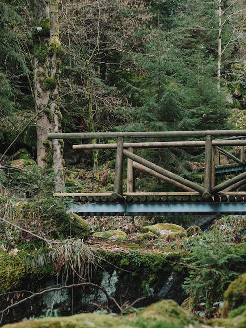 Foto stok gratis hutan, indah, jembatan kaki