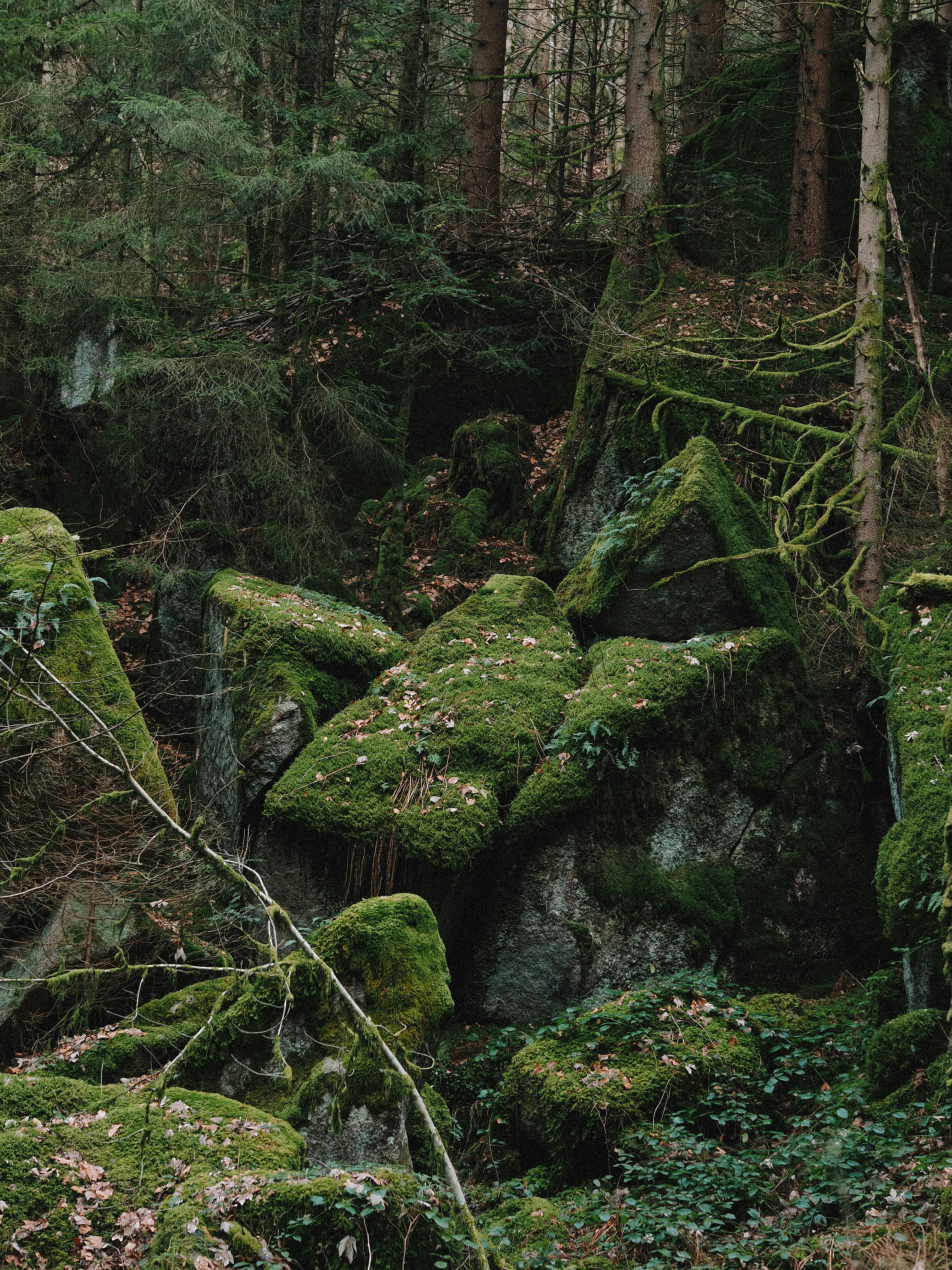 Vibrant Moss-Covered Rock in Autumn Forest · Free Stock Photo