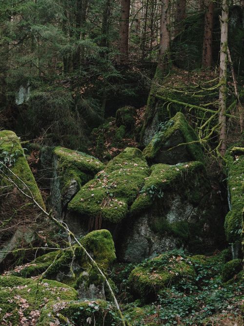 Free Serene forest scene featuring mossy rocks and lush greenery, perfect for nature enthusiasts. Stock Photo